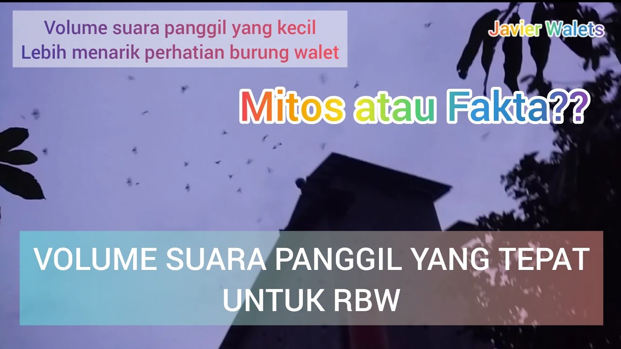 Volume suara panggil walet yang tepat untuk RBW||Cara setting suara panggil walet