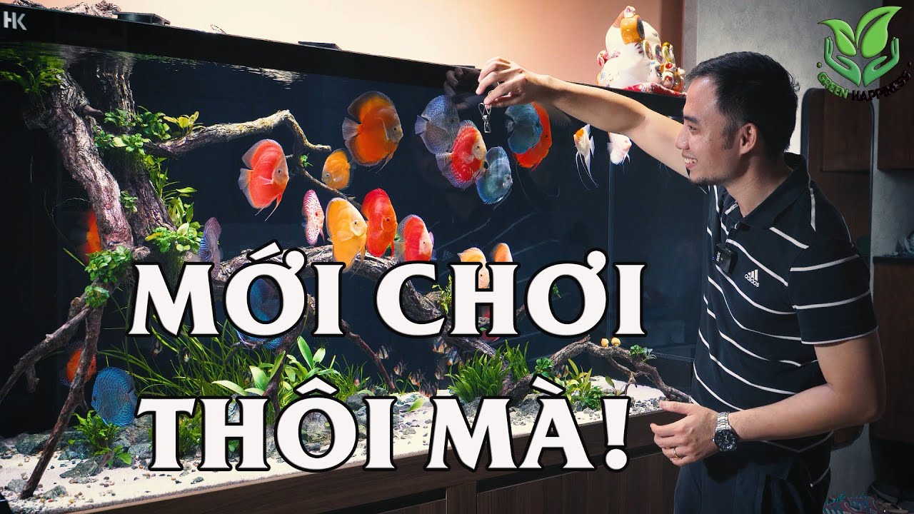 Thăm bể c&aacute; đĩa TUYỆT ĐẸP của bạn Nhật Đinh | CLB C&aacute; đĩa & Altum