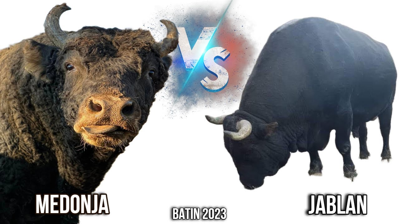 MEDONJA vs JABLAN BATIN 2023