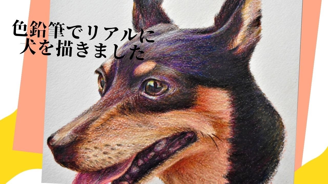 色鉛筆画 【手軽な色鉛筆でここまでリアルに描けちゃう！】犬を描きました