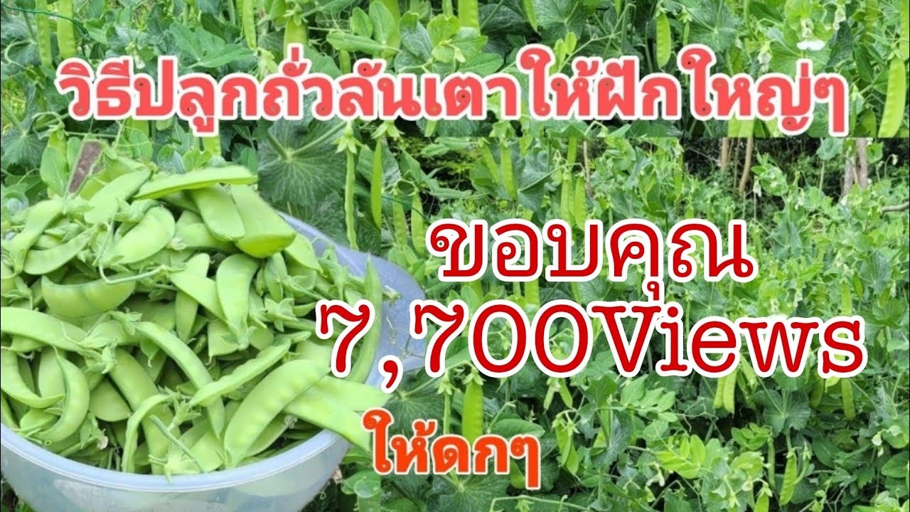 วิธีปลูกถั่วลันเตาให้ฟักใหญ่ๆให้ดกๆกรอบหวานปลูกง่ายๆใครๆก็ทำได้ปลูกกินก็ได้ปลูกขายก็มีรายได้