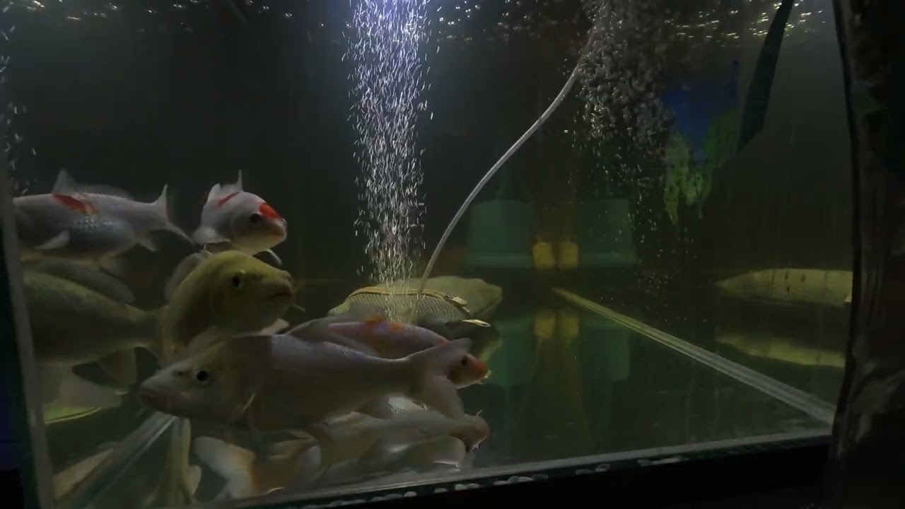 VIEW IKAN KOI , BANDARAYA DAN KALOI SUNGAI PADA WAKTU MALAM
