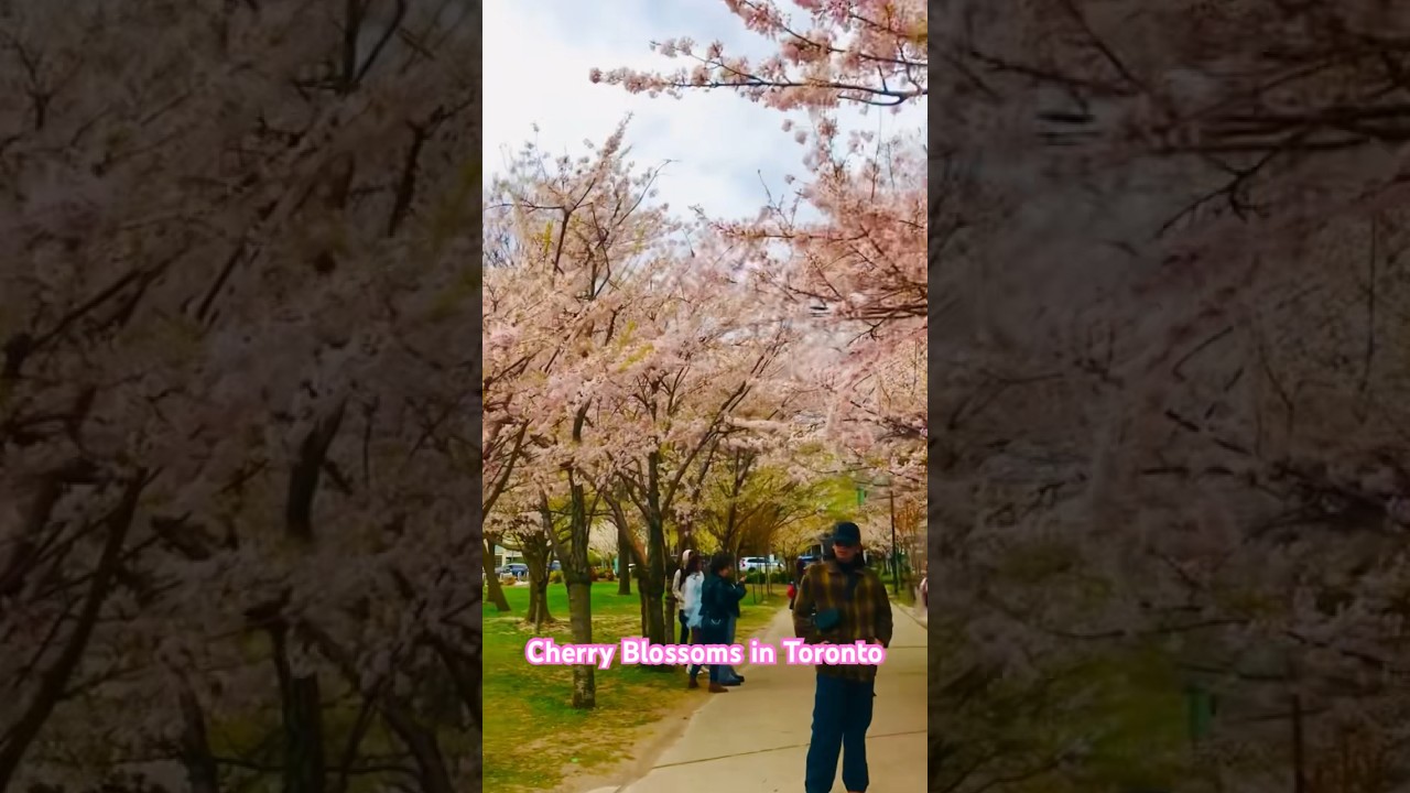 Cherry Blossoms bloom in Toronto. #toronto #nature