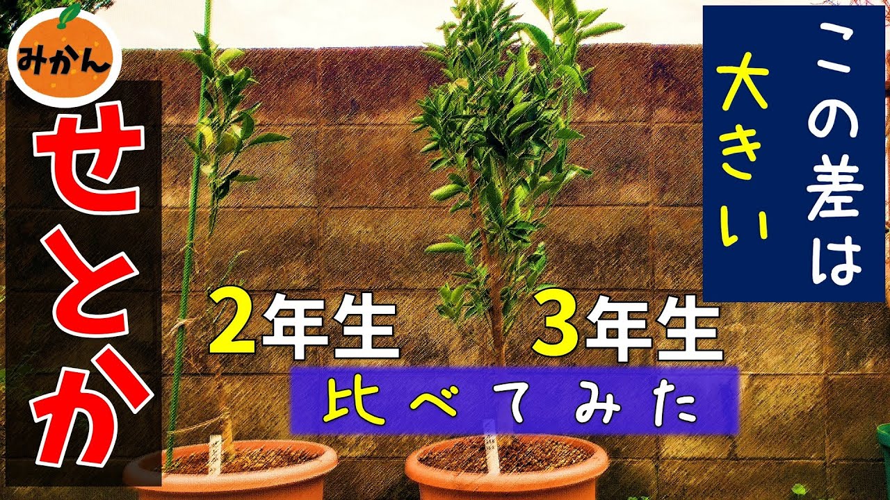 果樹栽培：みかん「せとか」の3年生の大苗を植えました