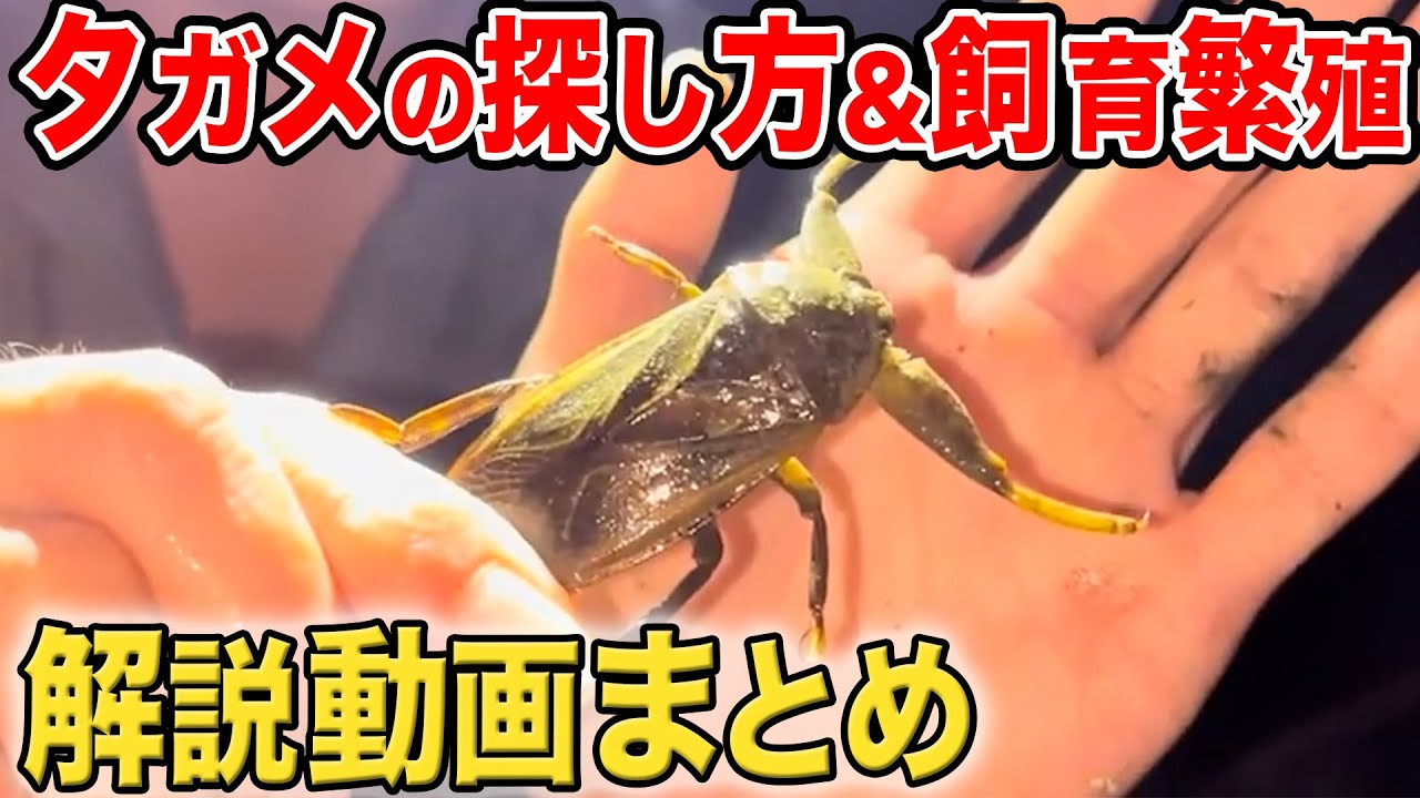 【解説まとめ】タガメの捕獲方法&飼育繁殖方法