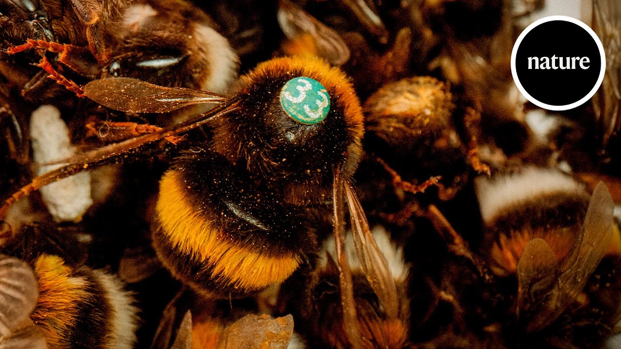 The bees that can learn like humans