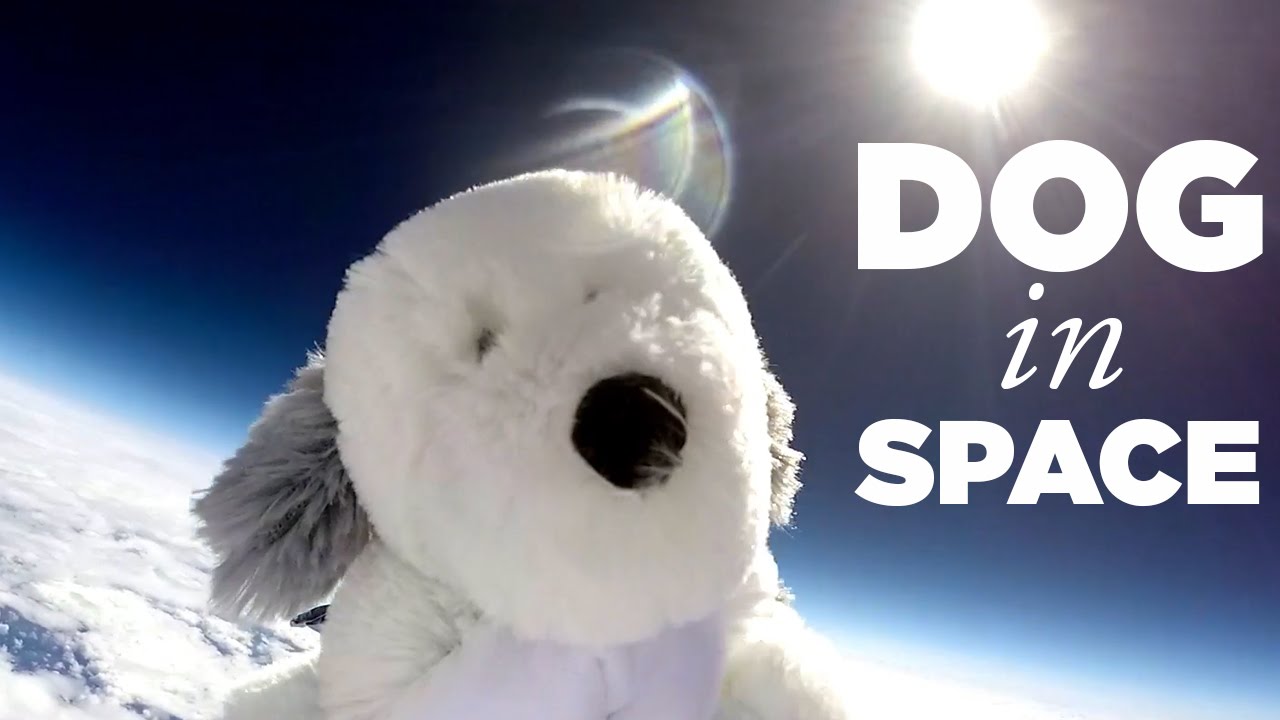 Kids launch toy dog into space