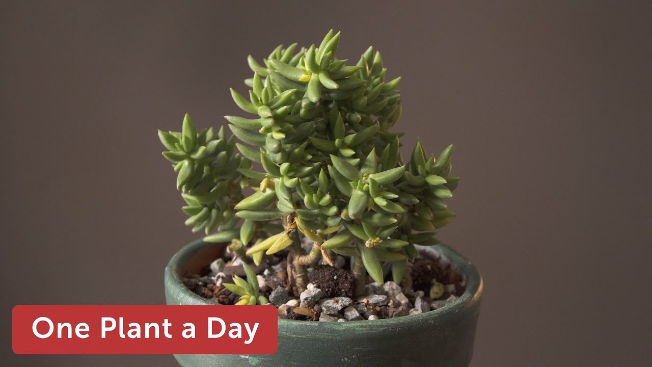 Crassula tetragona (Miniature Pine Tree) Houseplant Care—100 of 365