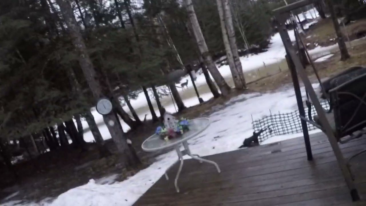 WIsconsin  Wolf tracker outdoor enthusiast Dancing Playing Deer