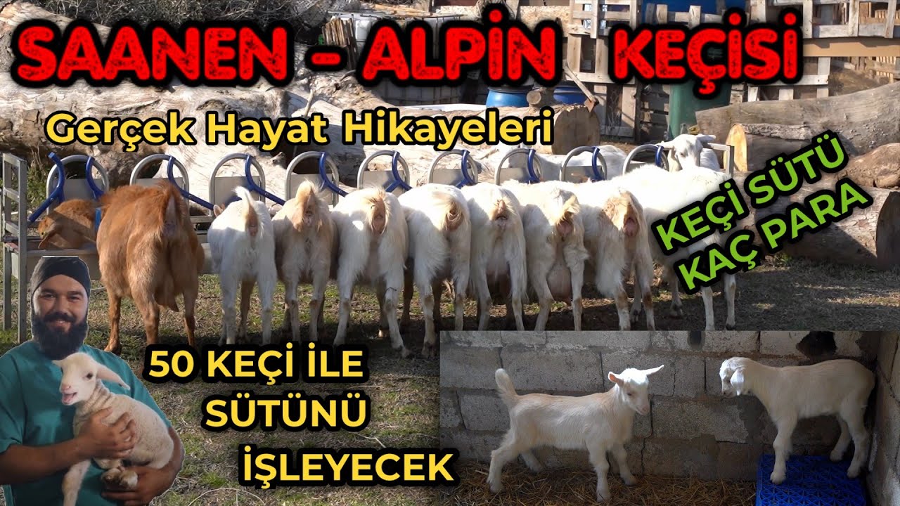 4 SAANEN KEÇİSİ ALDI | SAANEN KEÇİ YETİŞTİRİCİLİĞİ KAÇ PARA KAZANDIRIR