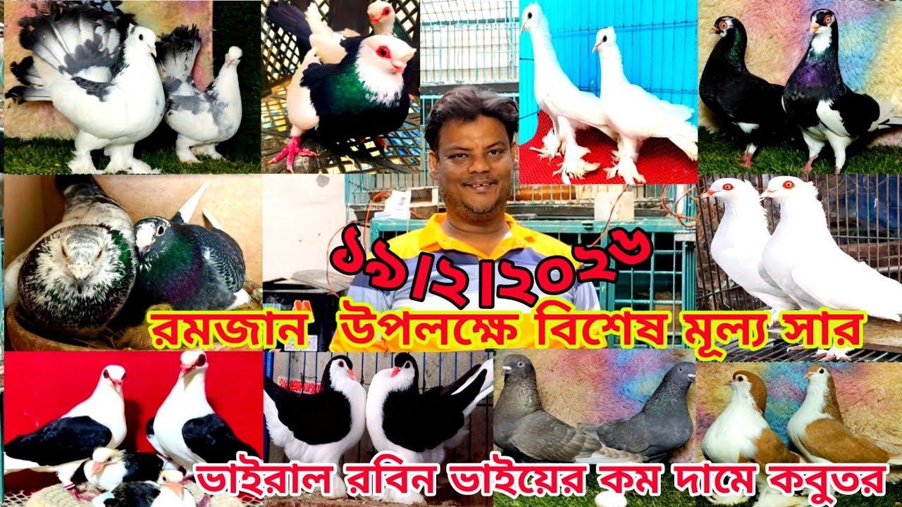 ভাইরাল রবিন ভাইয়ের কম দামে কবুতর ।। রমজান  উপলক্ষে বিশেষ মূল্য সার 