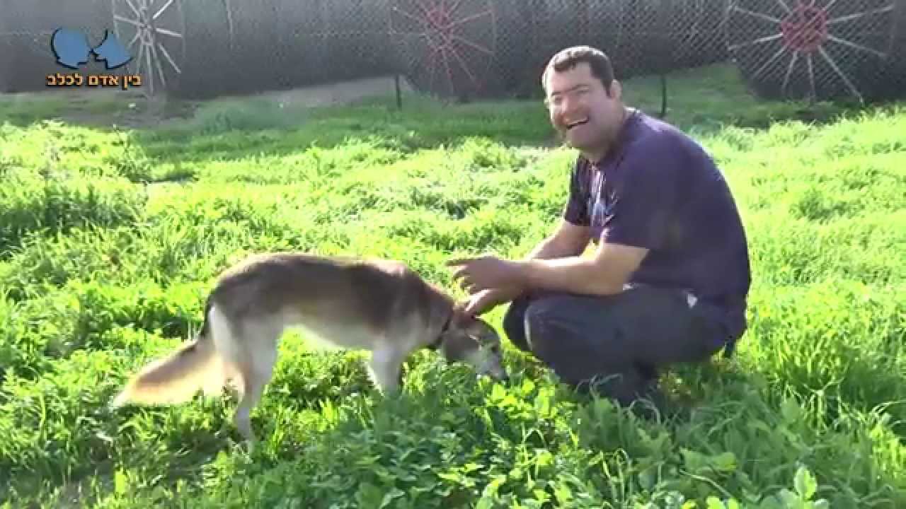 אילוף כלבים  איך אנחנו יכולים לזהות כלב לחוץ