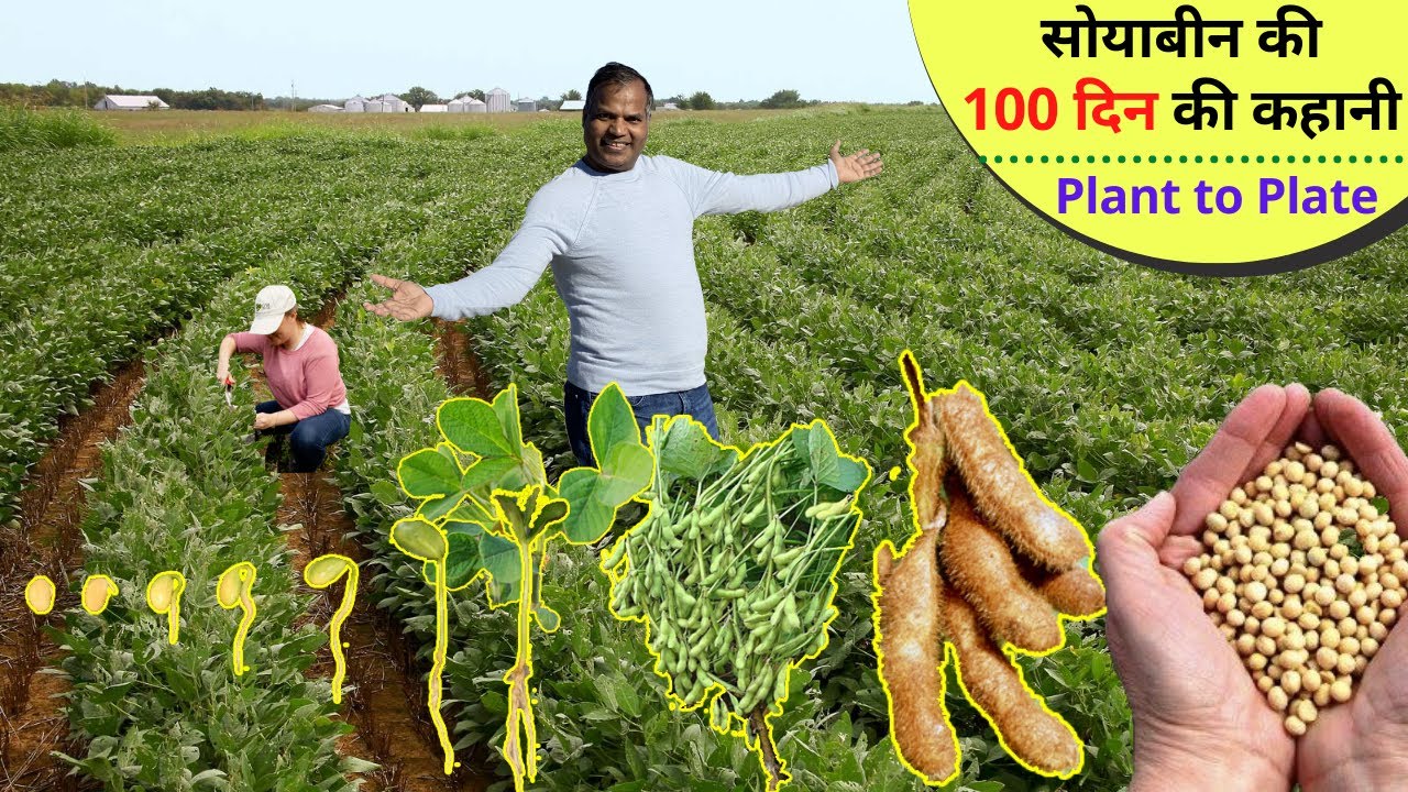 अमेरिका में सोयाबीन की 100 दिन की कहानी खेत की ज़ुबानी SOYBEAN lifecyle