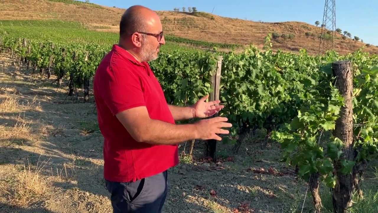 Cataldo Calabretta presenta i suoi vigneti a Cirò Marina parte 2