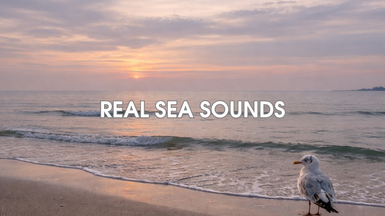 Sunset Ocean Waves in Albania 🌅 1 Hour Real Sea Sounds | A Quiet Visit from a Seabird