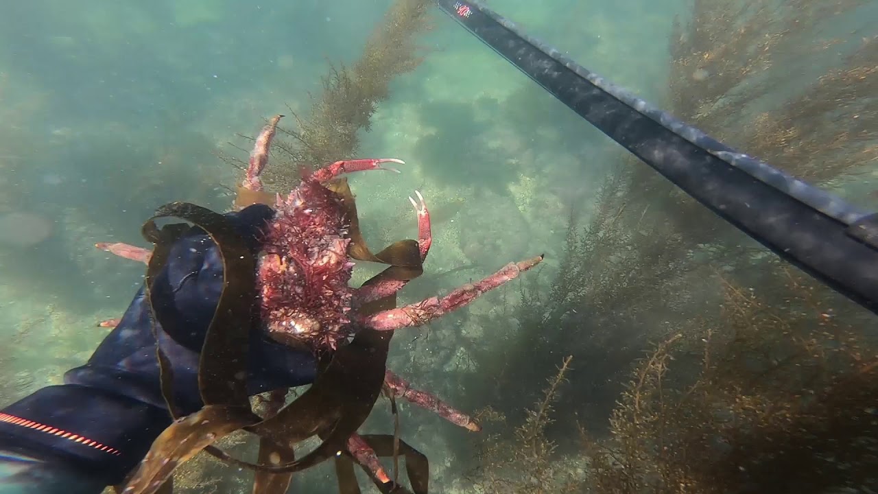 Chasse sous marine &agrave; Mousterlin