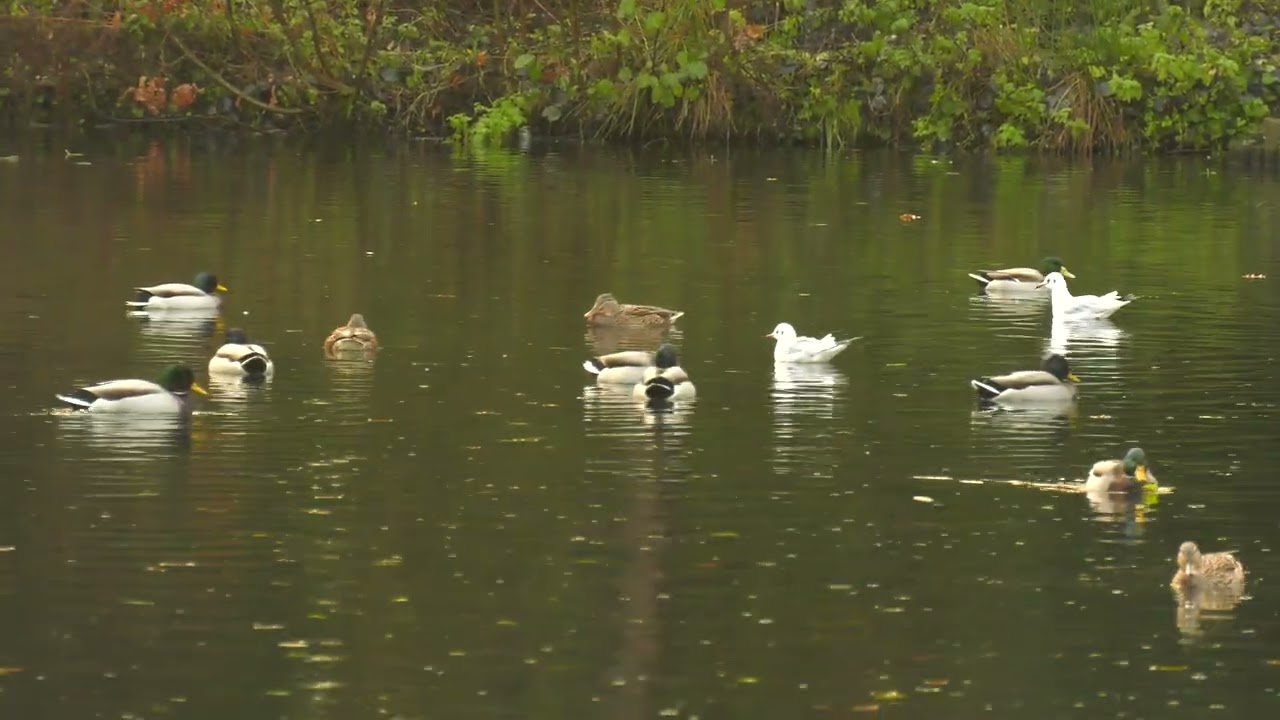 Raining Ducks - AV1 Main Level 5.1 (20 Mbps)