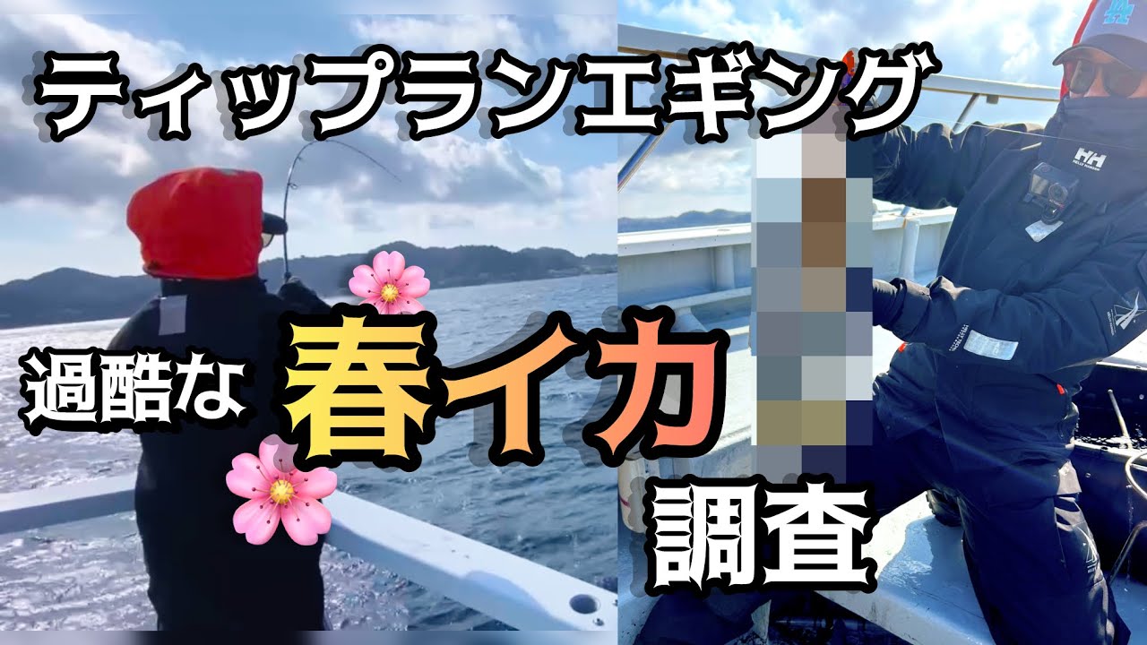 【ティップランエギング】過酷な春イカ調査