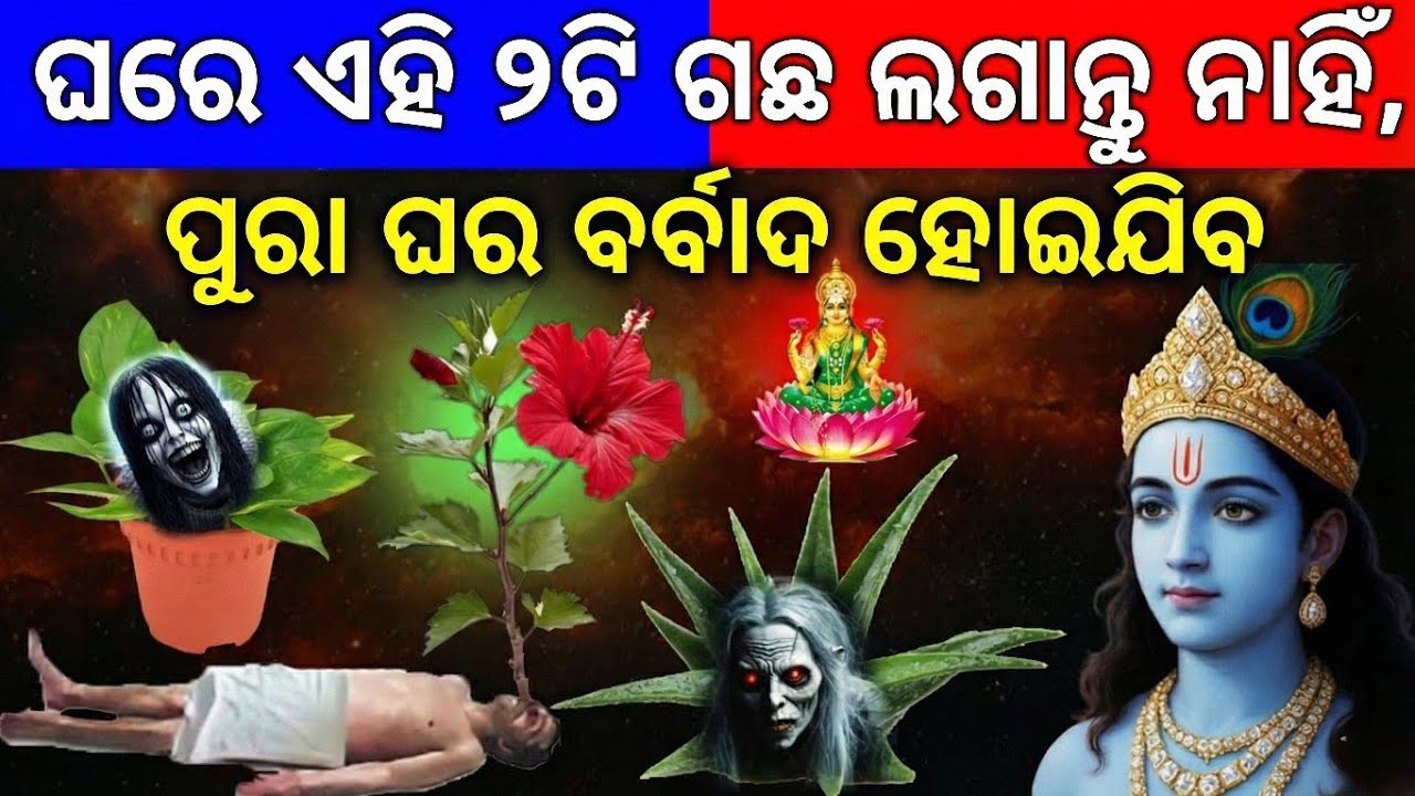 ମରିଯିବେ ପଛେ କିନ୍ତୁ ଏହି ୩ଟି ଗଛ କେବେବି ଘରେ ଲଗାନ୍ତୁ ନାହିଁ କାରଣ ଏହା ଦ୍ୱାରା ପୁରା ଘର ନଷ୍ଟ ହୋଇଯାଏ ଏବଂ ଏହି