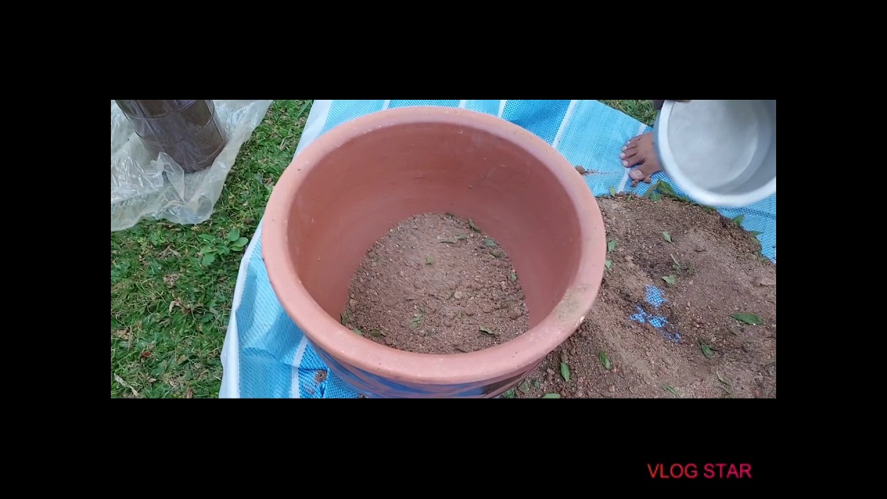 Soil mix for rose plant