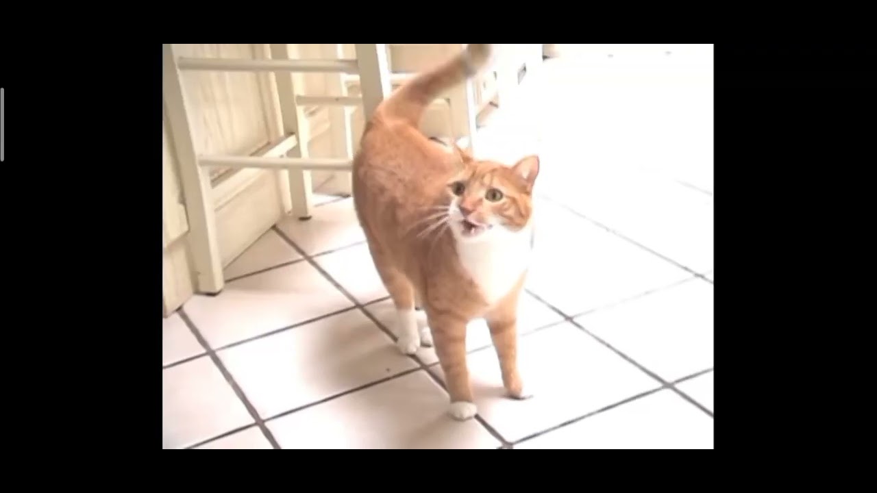 The shortest video on YouTube #shorts #shortestvideo #shortestvideoonyoutube