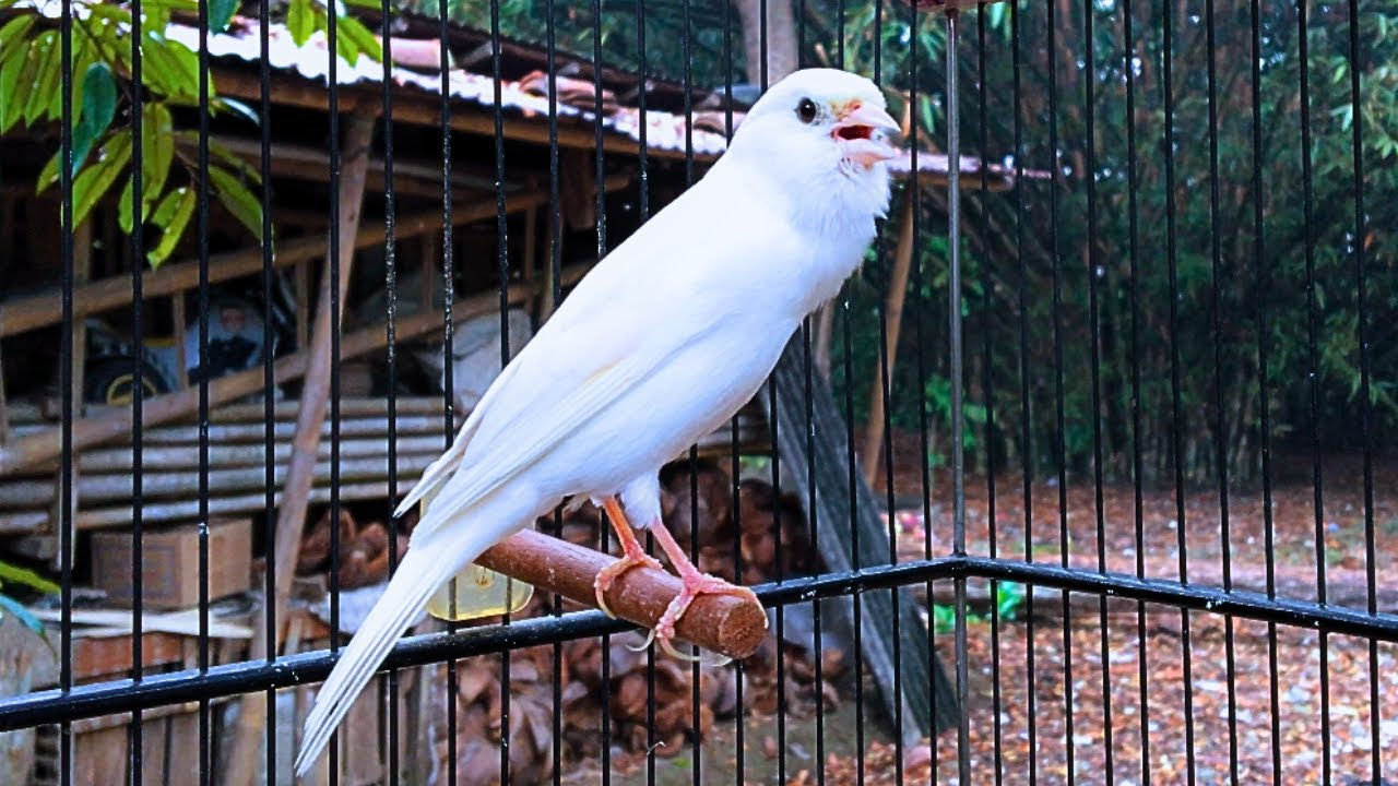 Canary Singing Video - The Best Canary Training Song 60 Minutes