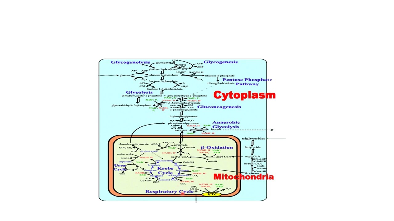 Introduction to basic metabolic pathways