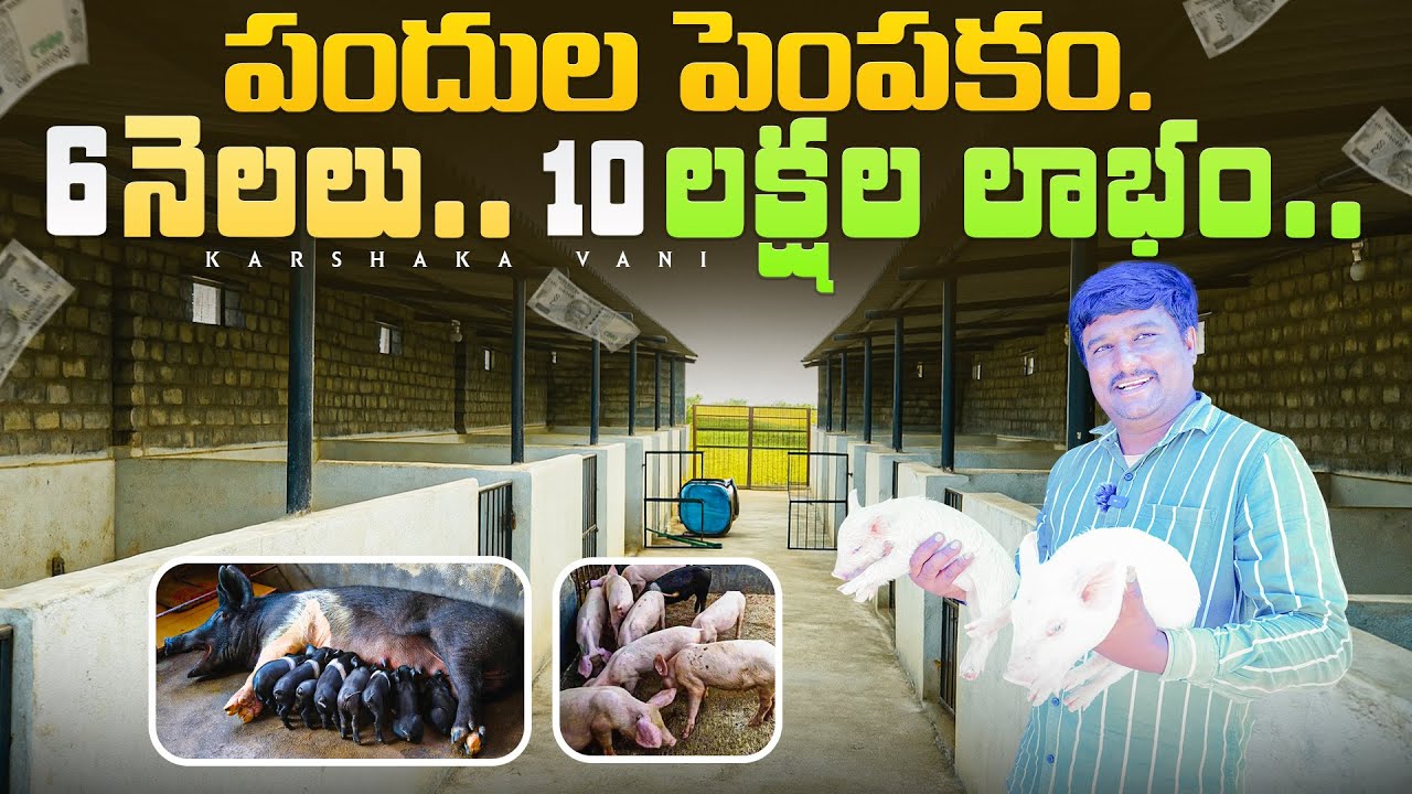 పందుల పెంపకం 6 నెలలు..10 లక్షల లాభం.