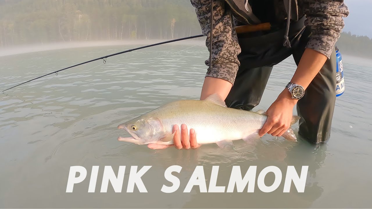 Swinging flies and catching large chrome pink salmon