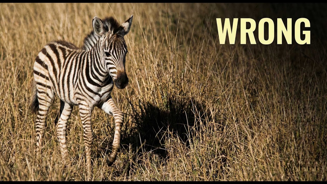 Fatal Innocence: The Newborn Zebra’s First Mistake on the African Savanna