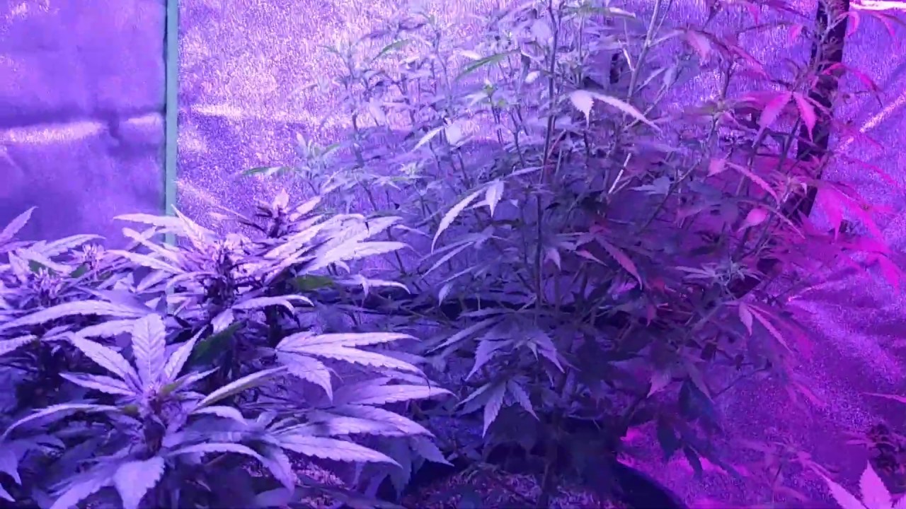 21+only..The northern lights autoflower that finally went into flower