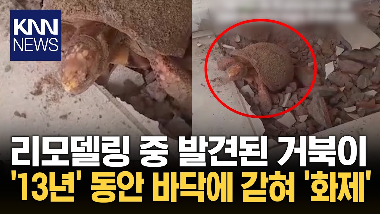 거북이, '13년'간 바닥에 갇혀 콘크리트서 생존한 비결은?/ KNN