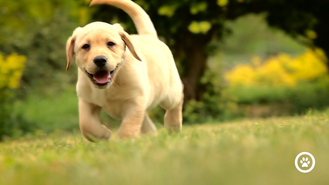 Allevamento i Poggetti, Affisso di Casa Biagini, Labrador
