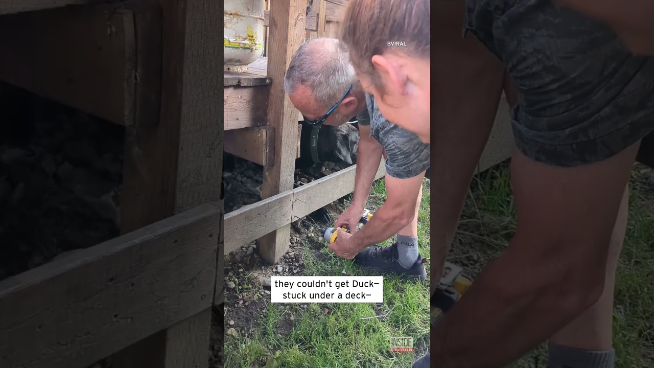 Duck the Stuck Dog Won&rsquo;t Come Out Until the Power Tools are Off #shorts