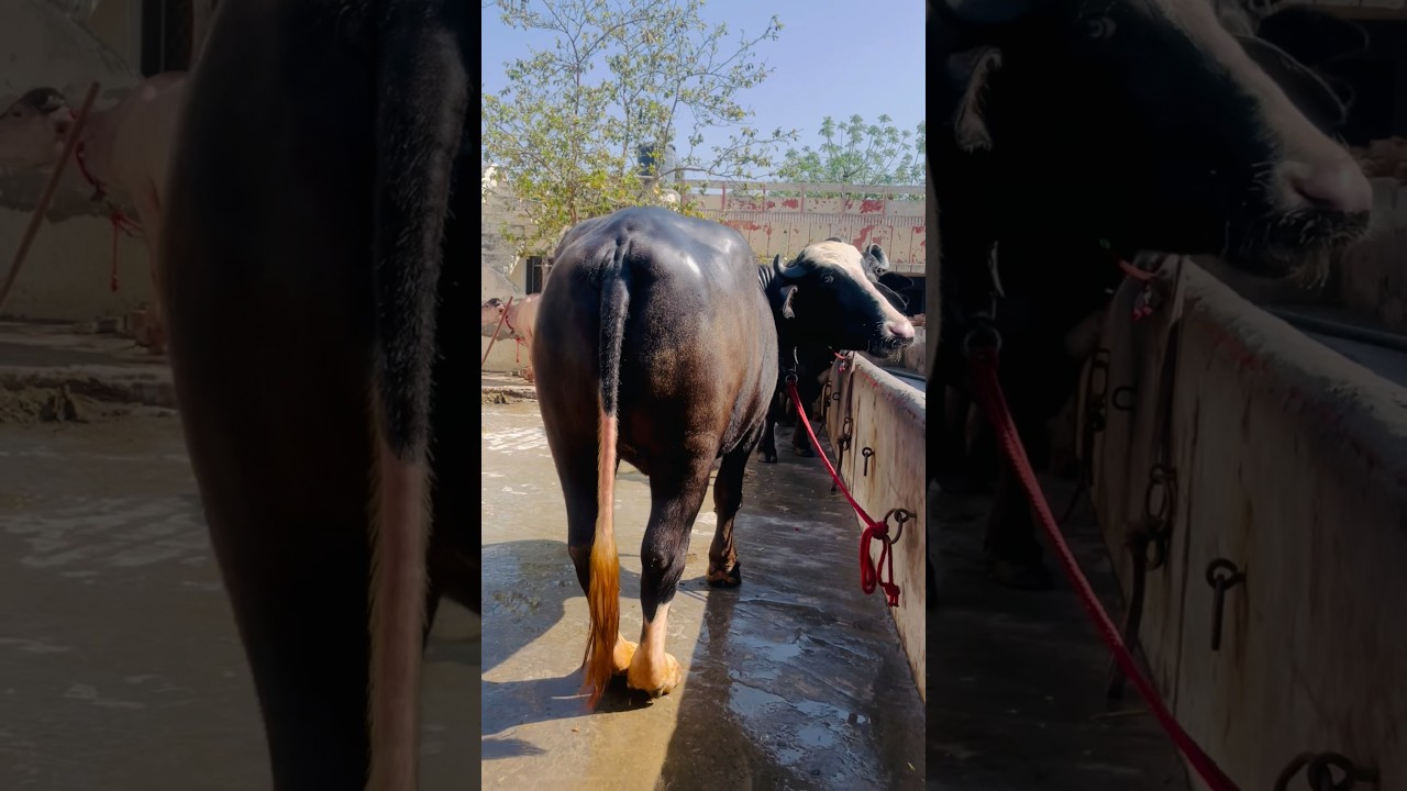 nili ravi|billo rani&hearts;️#neeliravi#neeliravibuaffalo#pashupalan#villagelife#shonkibande#shonkijatt