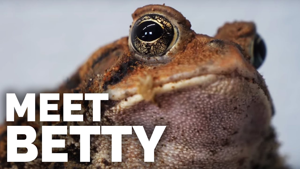 Meet Betty - My Fat, Charismatic American Toad!