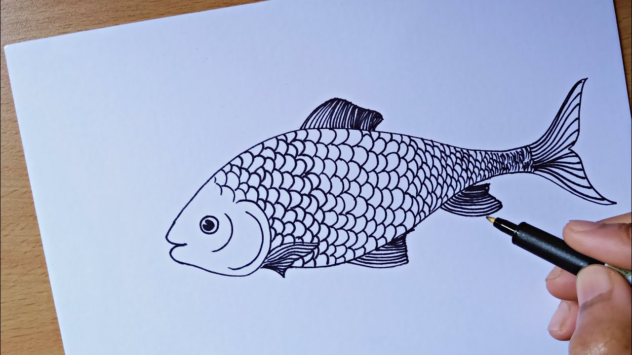 rohu fish drawing step by step || how to draw rohu fish easily || fish drawing step by step