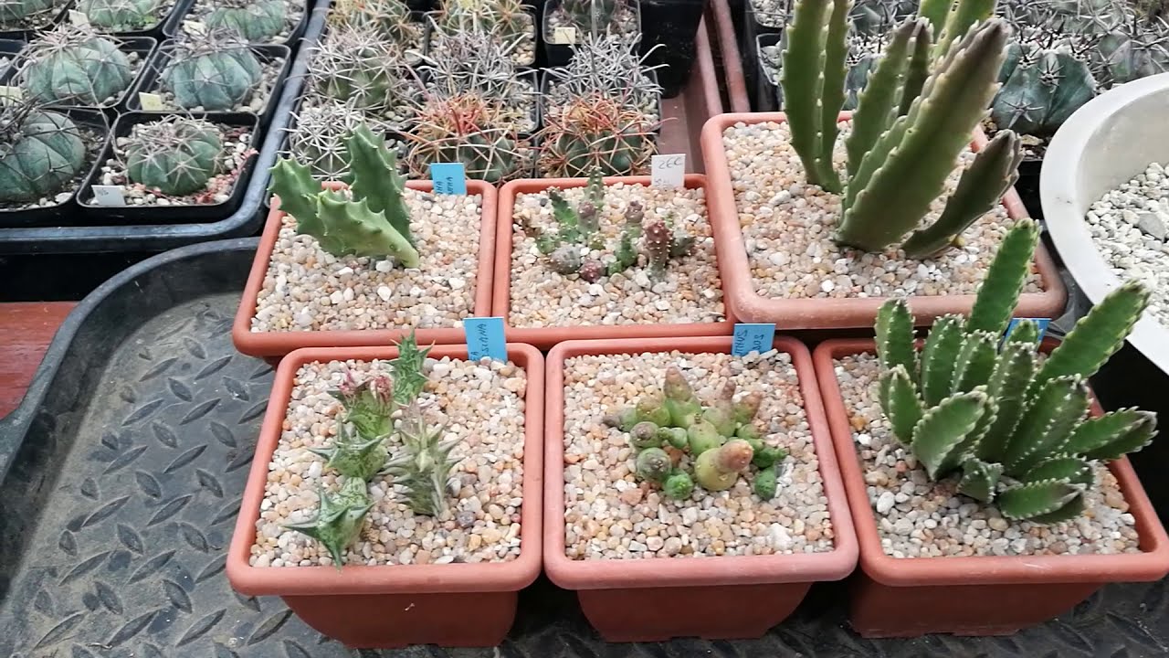 Rinvasare cactus e succulente: le Asclepidaceae