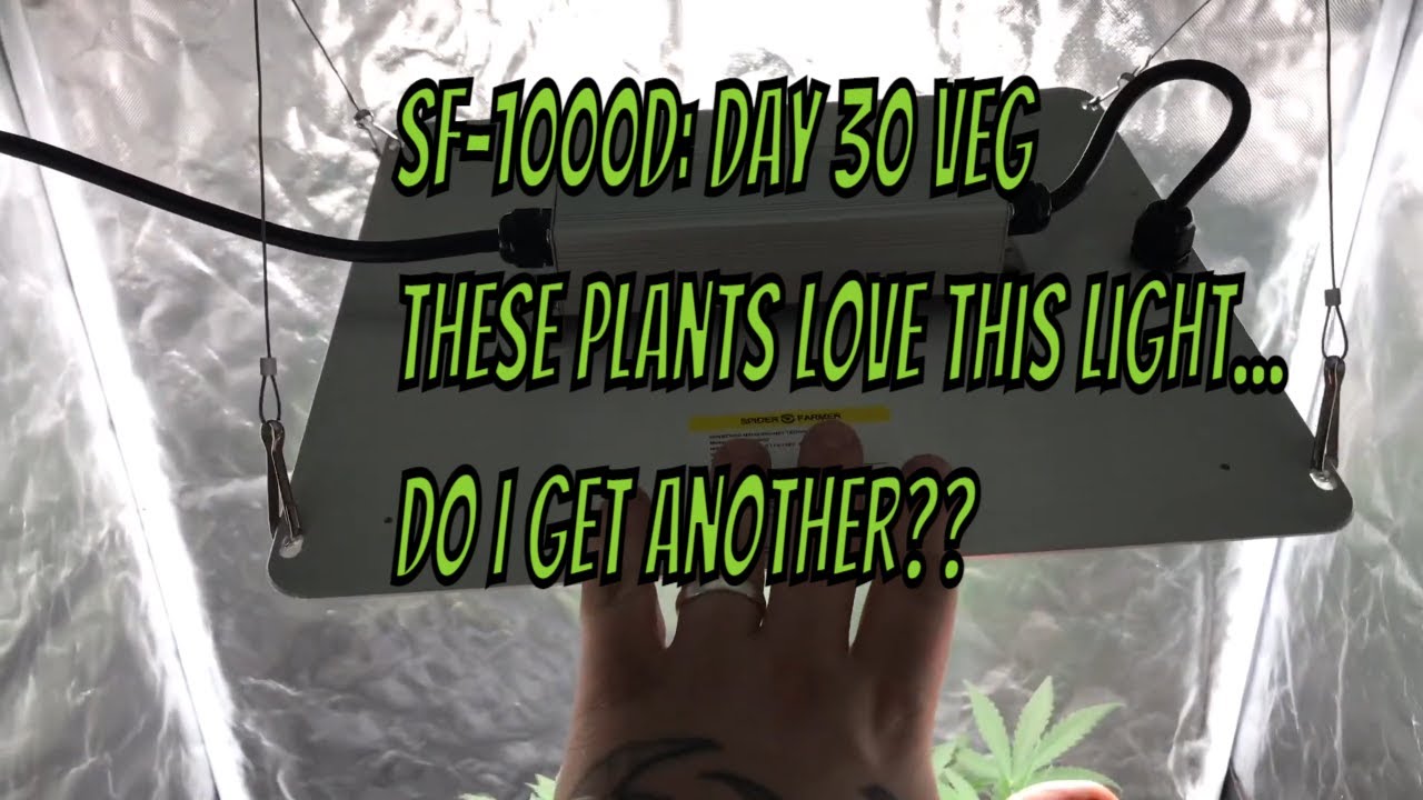 SF-1000D: Day 30 veg, These plants love this light...Do I get another??