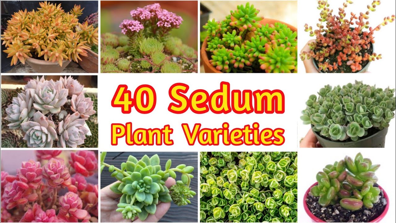 40 Sedum Plant Varieties Names & Pictures U Can Grow Easily | Sedum Identification @ARPAgriArtist 
