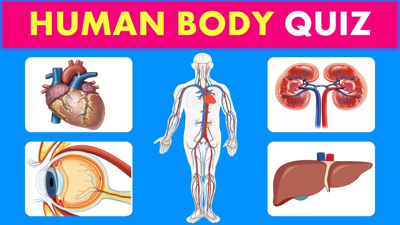 Can You Pass This Human Body Quiz?🧠 Take This 25-Question Anatomy Quiz!🤔