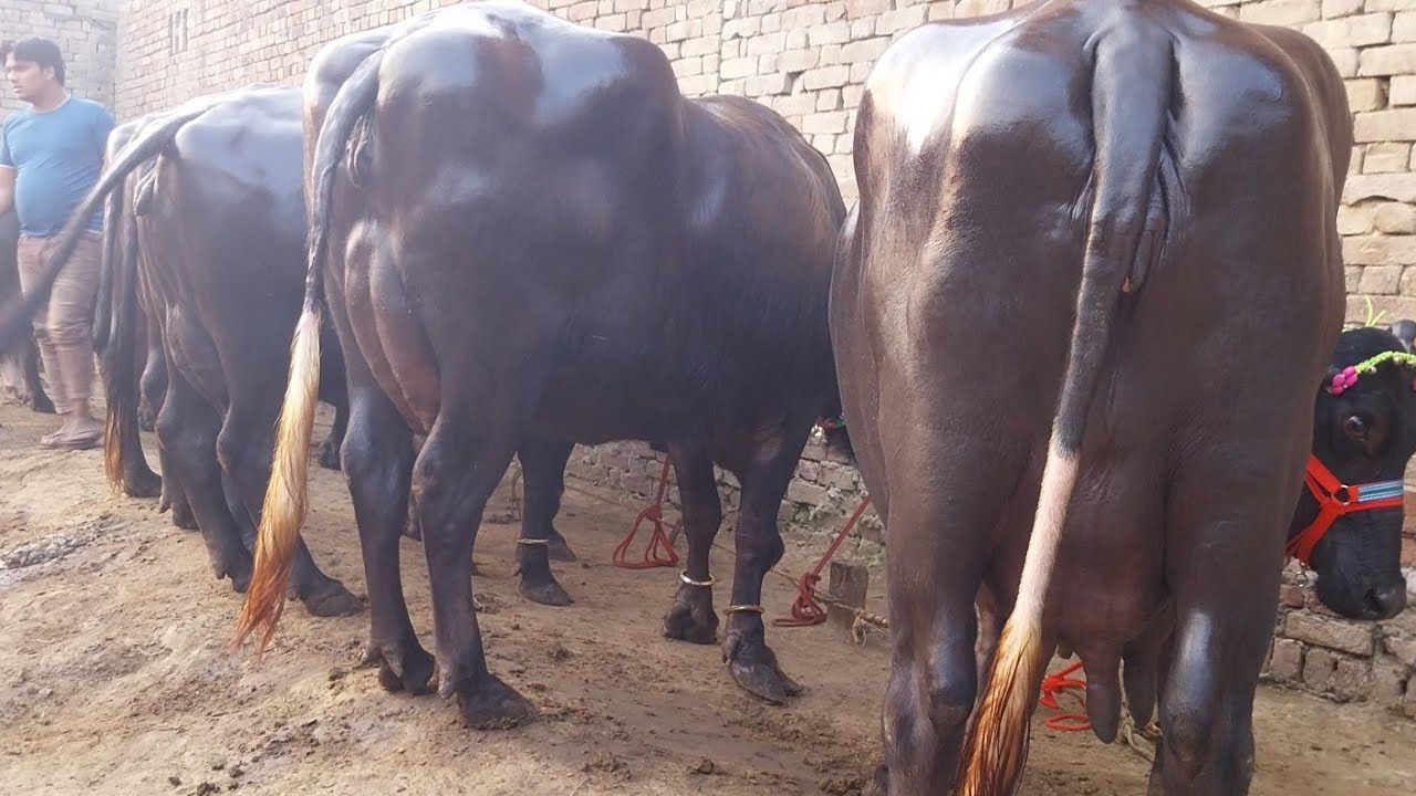 दांतों में चार नई मुर्रा भैंस 2महीने की  गाभिन16 लीटर दूध बिकने के लिए#viralvideo #youtubeshorts