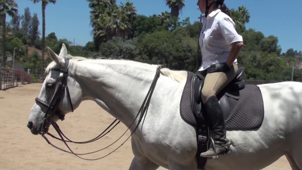 Tempo - dressage lesson 2 July 2 2017 (2))