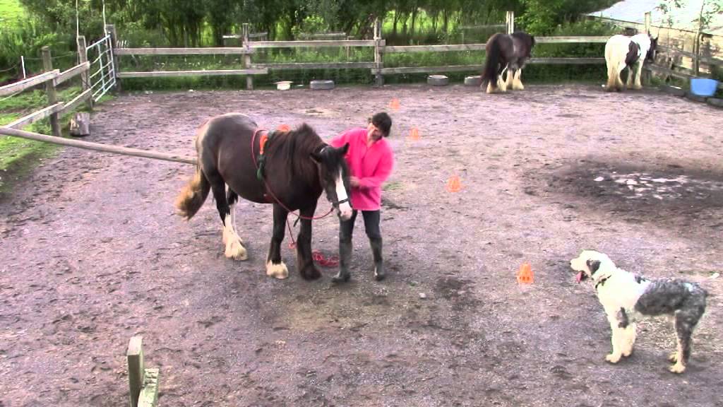 Practicing long-reining and hitching up with a single tree for the first time