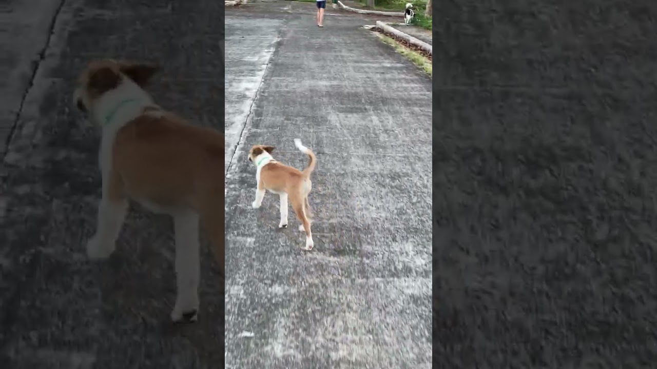 My daily routine with my family & pets #shorts #fyp #iscp #makemefamous #doglovers #dogwalking #dogs
