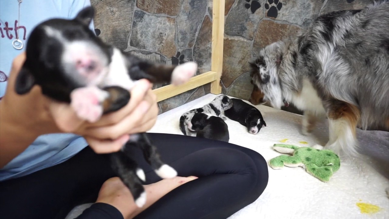 Mini Poochie Pups at 8 days old