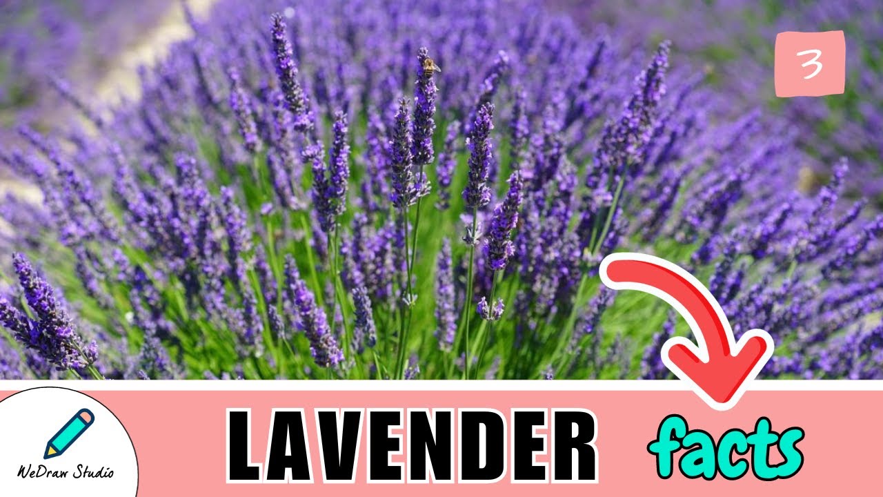 What is Lavender 💜 - Amazing Plant Facts & Information!