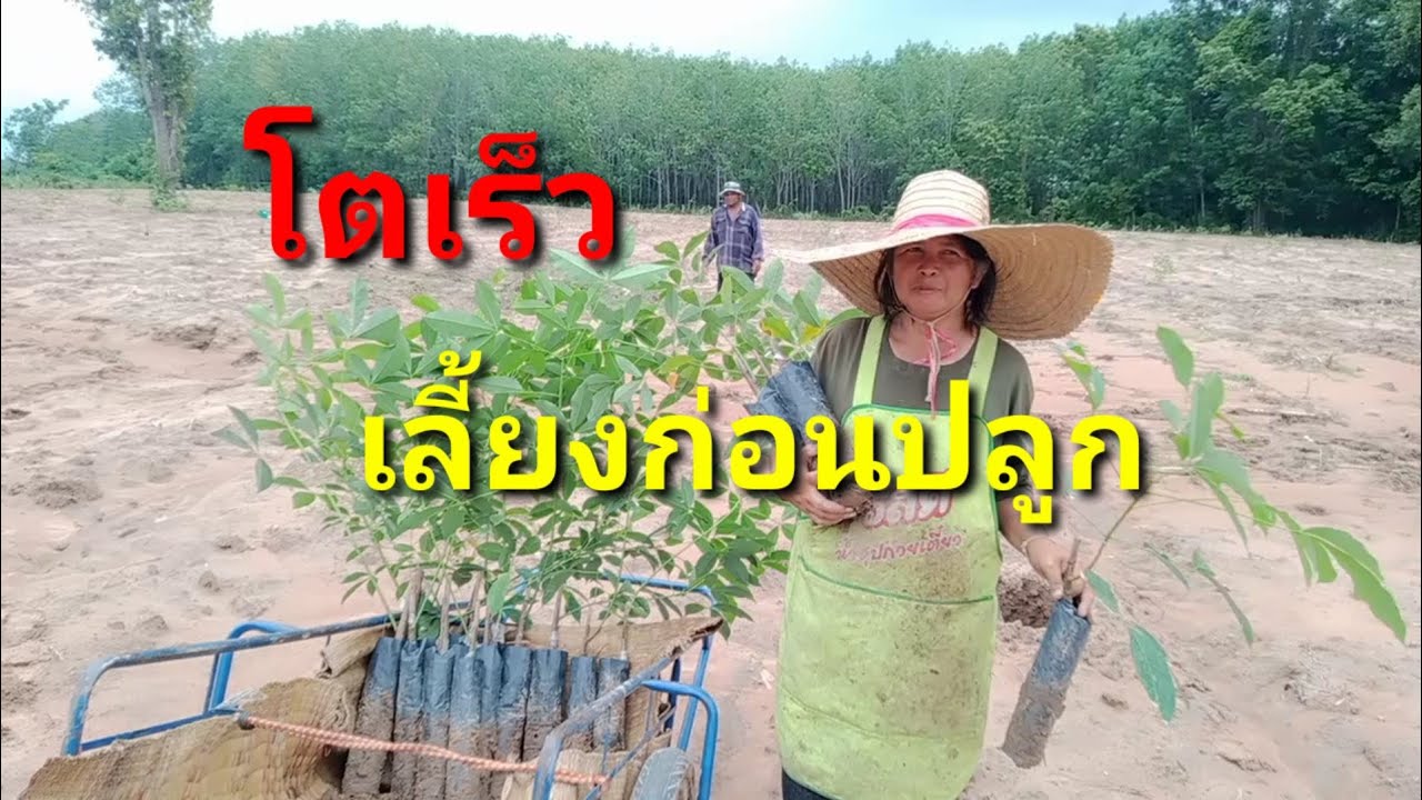 วิธีปลูกยางพาราให้โตเร็ว