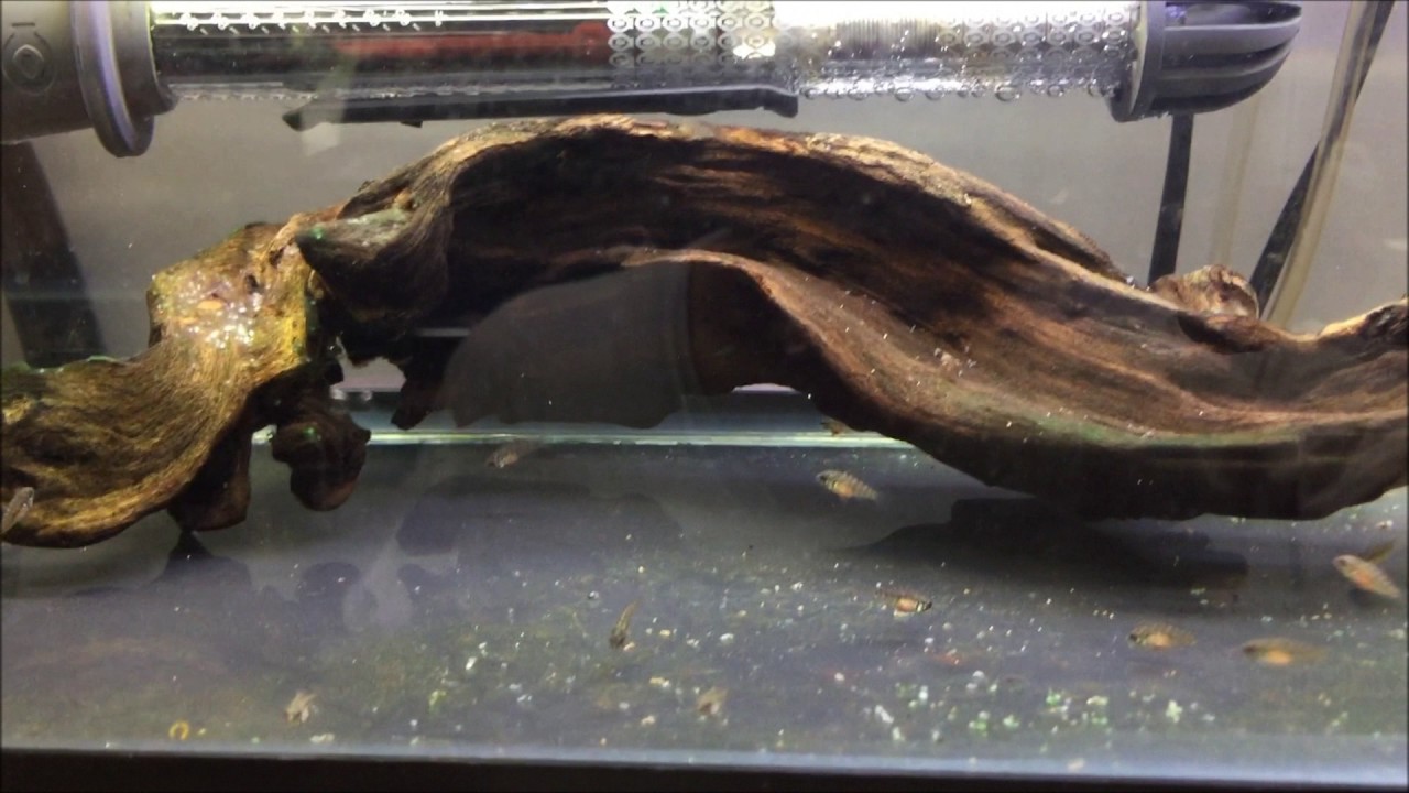 Garage Breeder   Spring Update