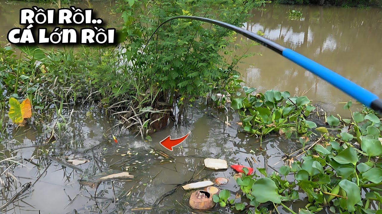 Tập 184 - C&acirc;u C&aacute; R&ocirc; Đồng Tr&uacute;ng Khu C&ograve;n Nhiều C&aacute; Lớn Giật Đ&atilde; Tay